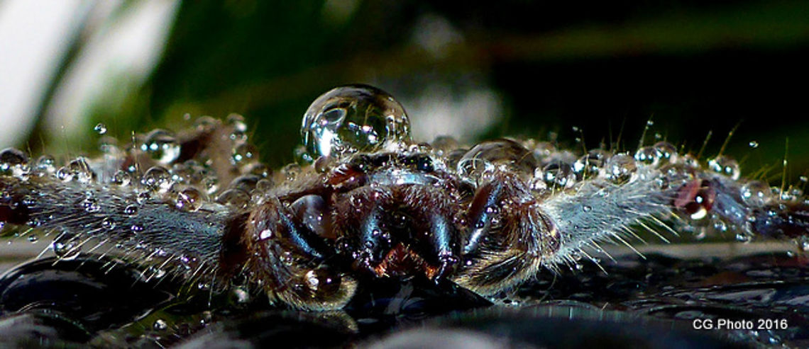 Sitting in the rain Grey Huntsman Spider - Holconia immanis, family Sparassidae Australia,Geotagged,Holconia immanis,Huntsman Spider,Summer