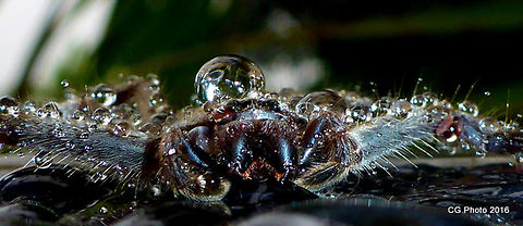 Sitting in the rain Grey Huntsman Spider - Holconia immanis, family Sparassidae Australia,Geotagged,Holconia immanis,Huntsman Spider,Summer