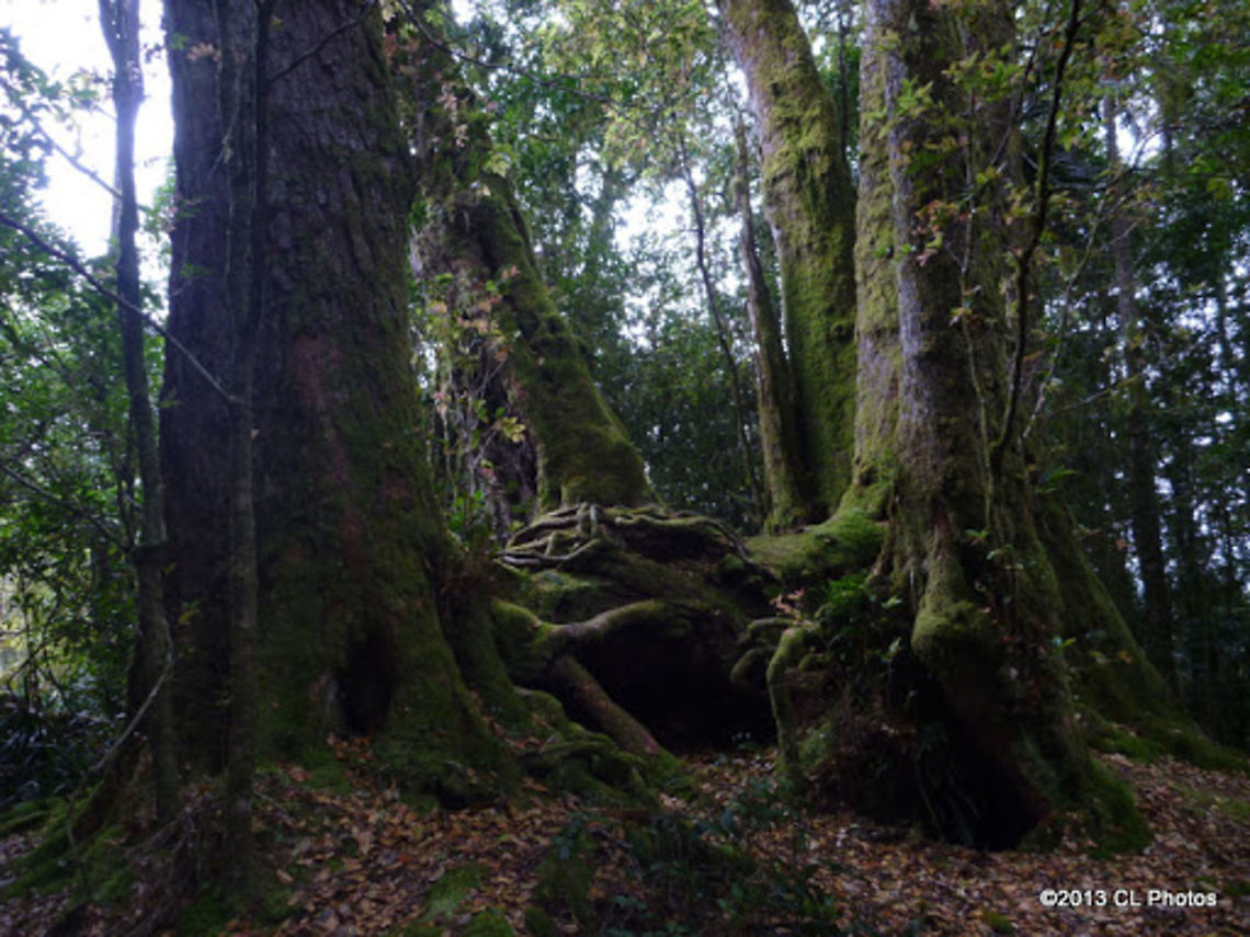 Antarctic_Beech <a href="http://bie.ala.org.au/species/urn:lsid:biodiversity.org.au:apni.taxon:262269#tab_gallery" rel="nofollow">http://bie.ala.org.au/species/urn:lsid:biodiversity.org.au:apni.taxon:262269#tab_gallery</a><br />
<a href="http://veterantreegroup.blogspot.com.au/2010/08/antarctic-beech-trees-of-springbrook.html" rel="nofollow">http://veterantreegroup.blogspot.com.au/2010/08/antarctic-beech-trees-of-springbrook.html</a> Antarctic beech,Australia,Geotagged,Lophozonia moorei