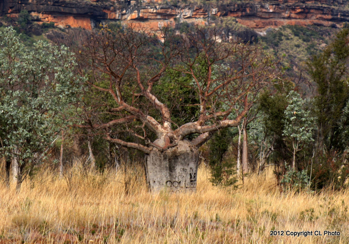 Boab_Tree  Adansonia gregorii,Australia,Boab,Fall,Geotagged