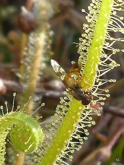 Carnivorous_Sundew_Plants  Australia,Drosera indica,Geotagged