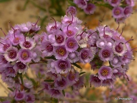 Plumed_Featherflower  Australia,Geotagged,Summer,Verticordia plumosa