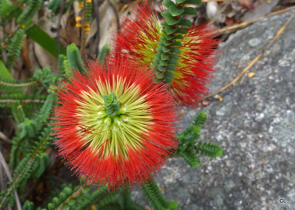 Swamp_Bottlebrush  Australia,Beaufortia sparsa,Geotagged,Summer