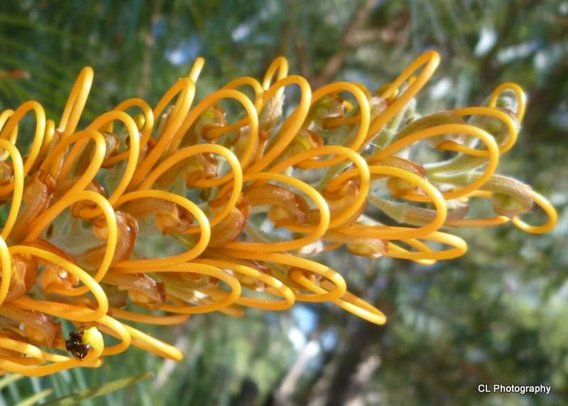 Byfield_Spider_Flower  Australia,Geotagged,Grevillea venusta,Winter