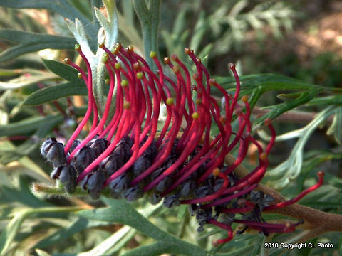 Grevillea beadleana