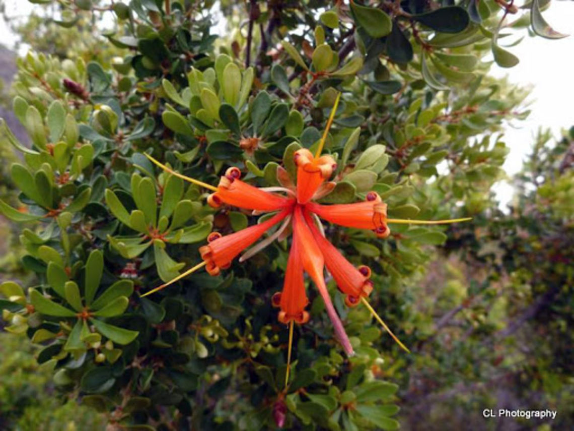 Chittick  Australia,Geotagged,Lambertia inermis