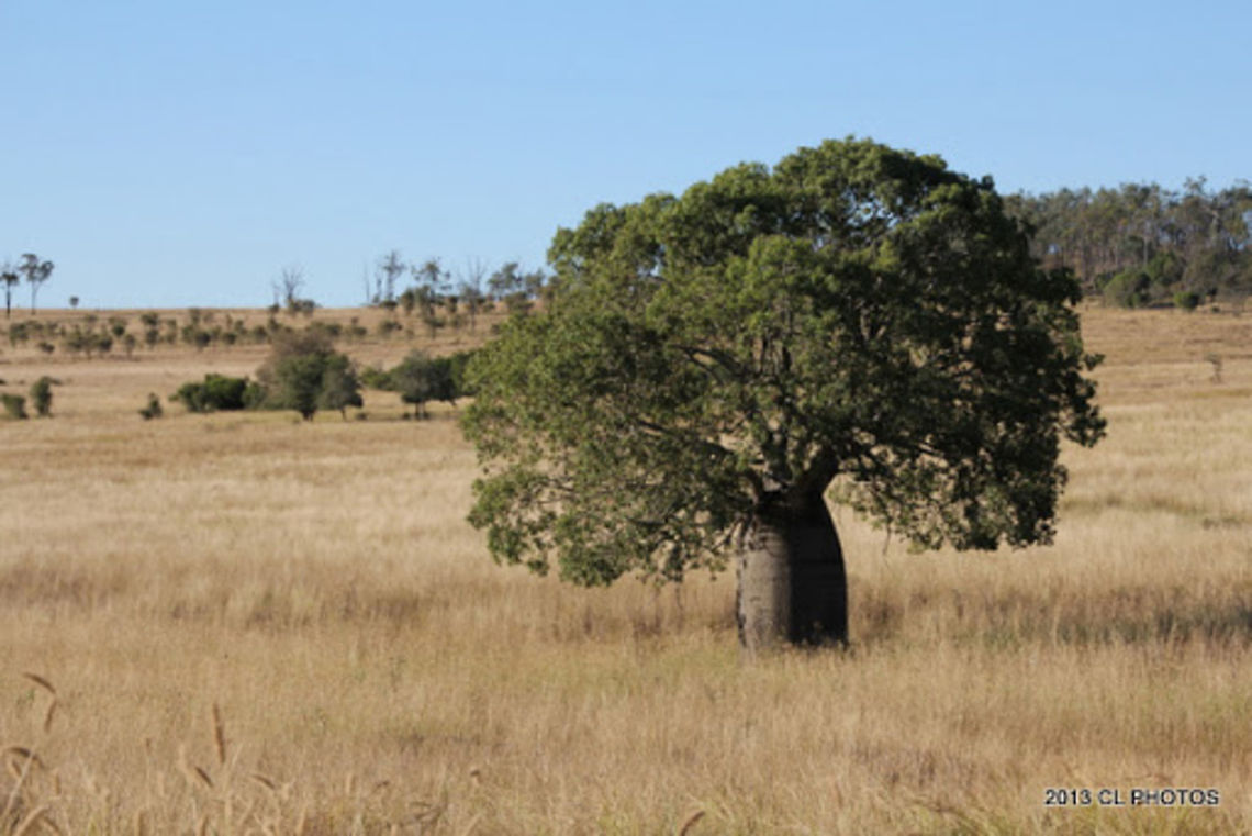 Queensland_Bottle_Tree - Brachychiton rupestris <a href="https://en.wikipedia.org/wiki/Brachychiton_rupestris" rel="nofollow">https://en.wikipedia.org/wiki/Brachychiton_rupestris</a> Australia,Brachychiton rupestris,Geotagged,Queensland Bottle Tree