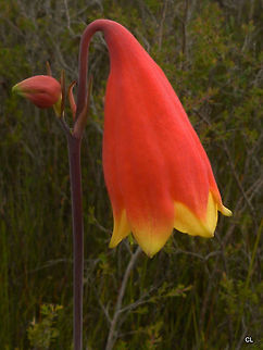 Christmas_Bell_Flower  Australia,Blandfordia nobilis,Christmas Bells,Geotagged,Summer