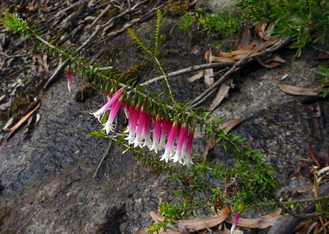 Common_Heath  Australia,Common heath,Epacris impressa,Geotagged