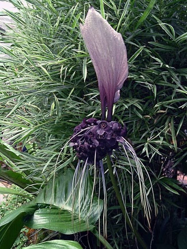Black_Bat_Plant  Black bat flower,Geotagged,Malaysia,Tacca chantrieri