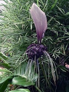 Black_Bat_Plant  Black bat flower,Geotagged,Malaysia,Tacca chantrieri