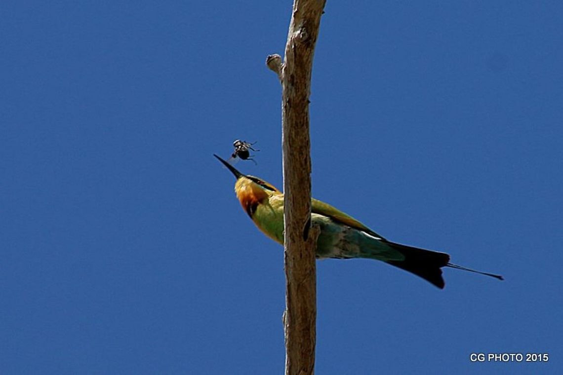 Rainbow_Bee-eater  Australia,Geotagged,Merops ornatus,Rainbow Bee-eater