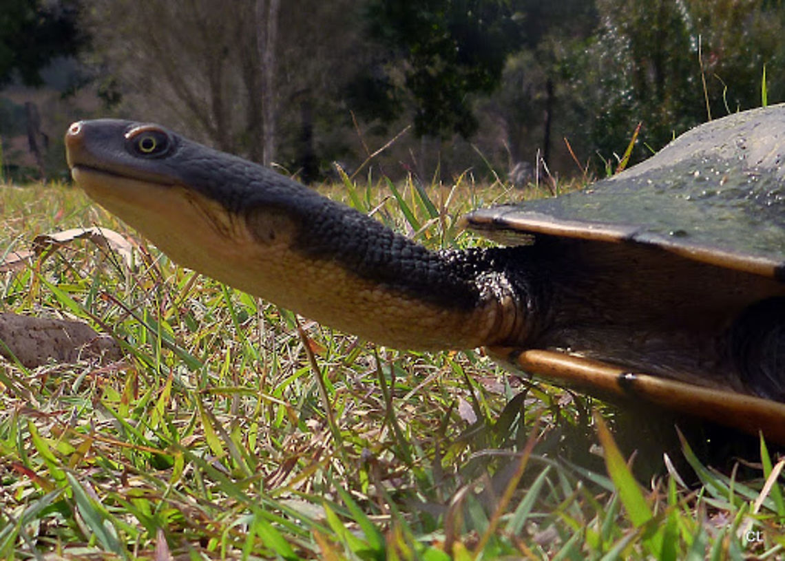 Eastern_Snake-necked_Turtle2  Australia,Chelodina longicollis,Eastern Long Necked Turtle,Geotagged