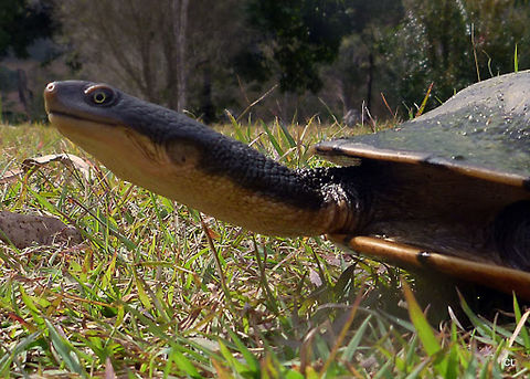 Eastern_Snake-necked_Turtle2  Australia,Chelodina longicollis,Eastern Long Necked Turtle,Geotagged