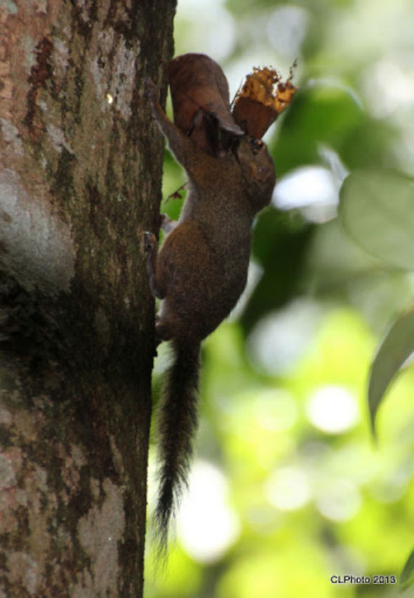 Slender Squirrel A small, charming species the Slender Squirrel occurs in primary and tall secondary forests. It is sometimes encountered in groups of up to ten making its way through the forest, while squabbling and chasing each other. The nest is made of short twigs and stems, and has been observed as low as a metre above the ground in the crooks of trees. The upperparts are brown and the underparts appear variable - either greyish or brownish, with buff to whitish tips to the fur. There is a pale orange-brown area around the eye, and often an orange-brown ear lobe. The ears are small. and the tail long and slender. It feeds on soft tree bark, fruits and small insects. The species ranges from Peninsular Malaysia to Borneo and Sumatra. In Singapore it occurs in the Bukit Timah Nature Reserve and Central Catchment Forests, with a small, isolated population in the Botanic Gardens. Geotagged,Singapore,Slender squirrel,Sundasciurus tenuis