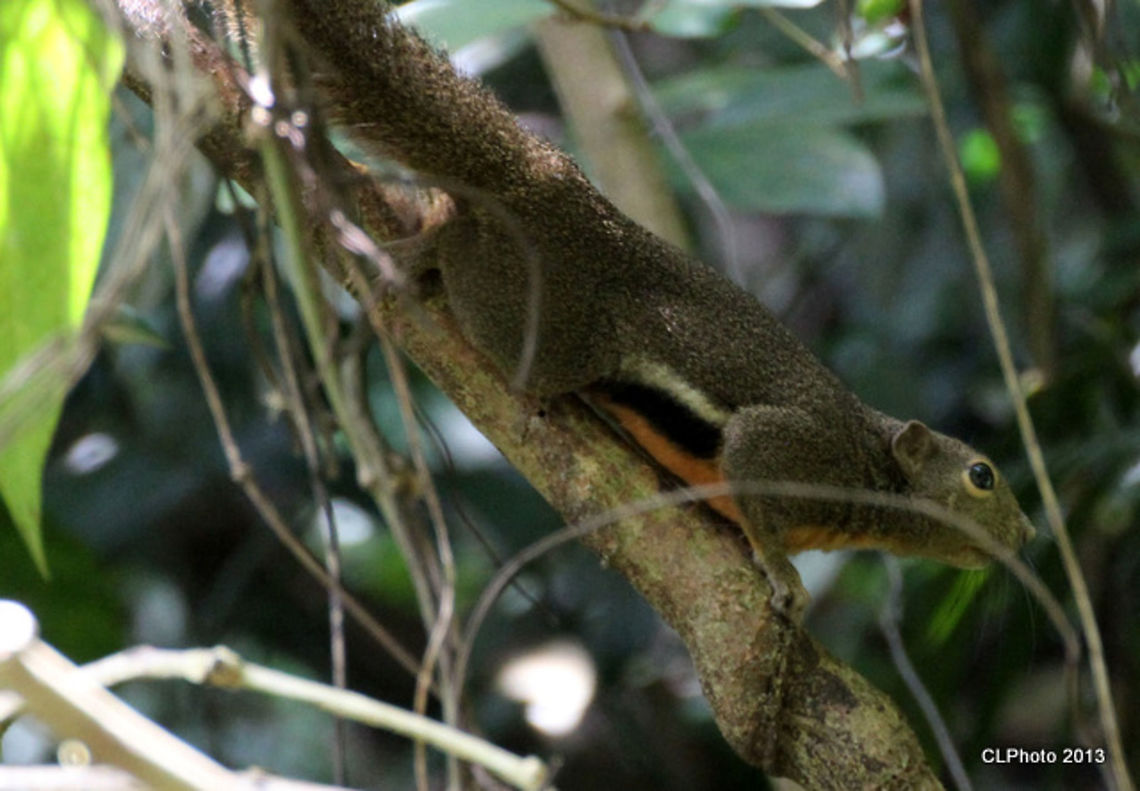 Plantain_Squirrel  Callosciurus notatus,Geotagged,Plantain squirrel,Singapore,Spring