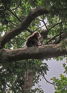 Dusky_Leaf_Monkey  Dusky leaf monkey,Geotagged,Malaysia,Trachypithecus obscurus
