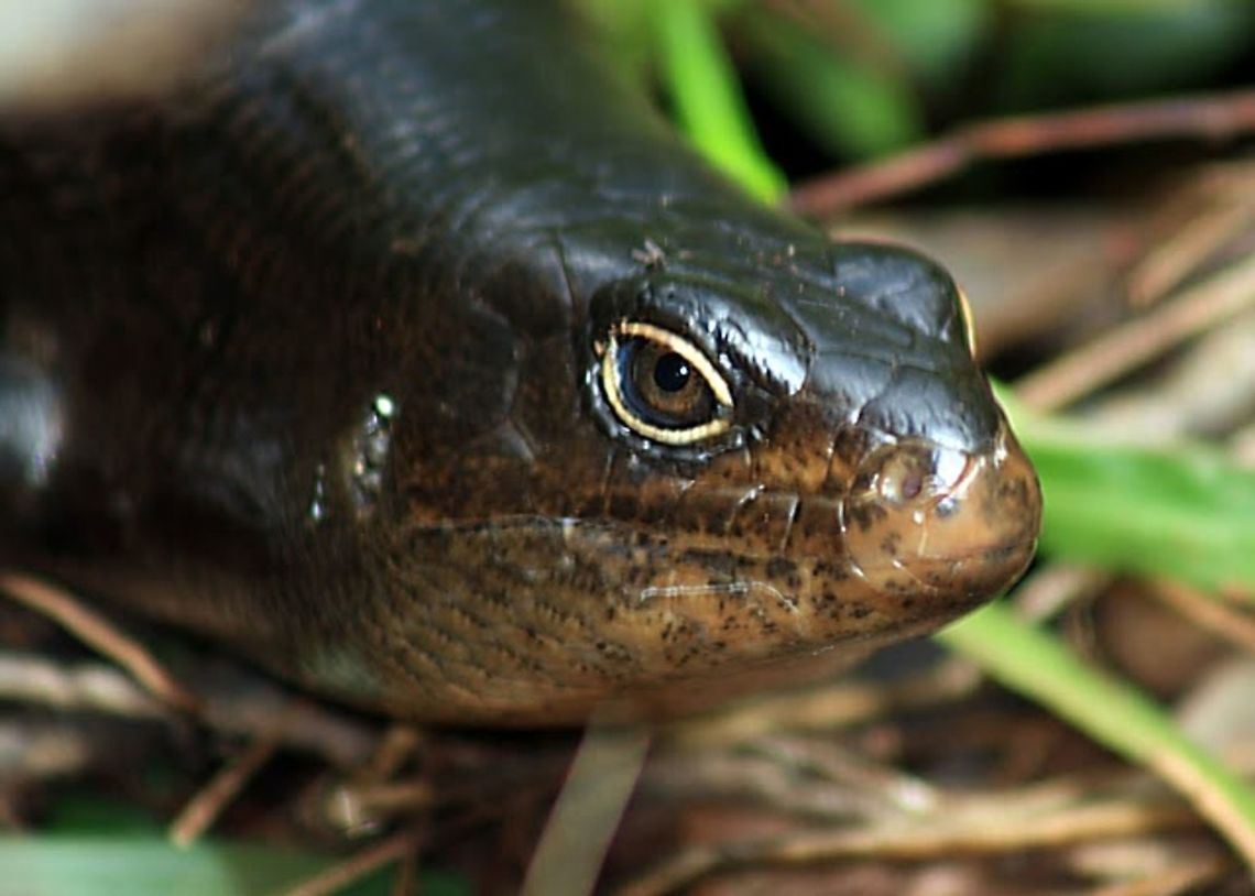 Land_Mullet The Land Mullet is a large skink. Adults are glossy black or dark brown with a pale rim around the eye. Underside is white, yellow to orange-brown. Juveniles have white or cream spots on their side. Size 30cm Food fungi, fallen fruits, invertebrates Breeding livebearer with up to 6 per litter. Range south-east Queensland and the north coast of New South Wales<br />
Habitat:<br />
rainforests and adjacent eucalypt forest Australia,Egernia major,Geotagged