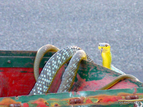 You have got mail...  Australia,Dendrelaphis punctulata,Geotagged,Summer