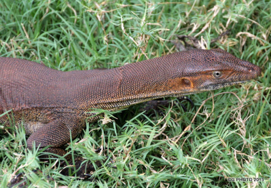 Mertens’_Water_Monitor  Australia,Geotagged,Mertens’ Water Monitor,Varanus mertensi