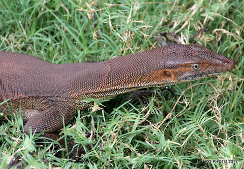Mertens&rsquo;_Water_Monitor  Australia,Geotagged,Mertens&rsquo; Water Monitor,Varanus mertensi