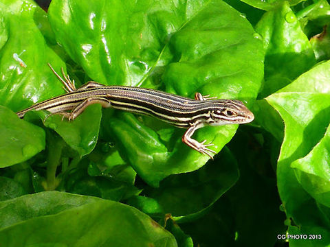 Copper-tailed_skink  Australia,Copper-tailed ctenotus orCopper-tailed skink,Ctenotus taeniolatus,Geotagged