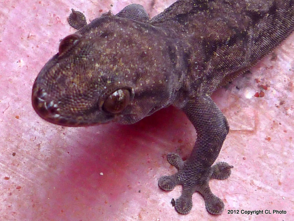 Chain-backed Dtella Gecko - Gehyra catenata <a href="http://www.arod.com.au/arod/reptilia/Squamata/Gekkonidae/Gehyra/catenata" rel="nofollow">http://www.arod.com.au/arod/reptilia/Squamata/Gekkonidae/Gehyra/catenata</a> Australia,Chain-backed Dtella,Fall,Gehyra catenata,Geotagged