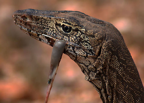Perentie  Australia,Geotagged,Perentie,Varanus giganteus