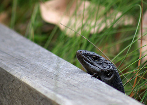 King's skink