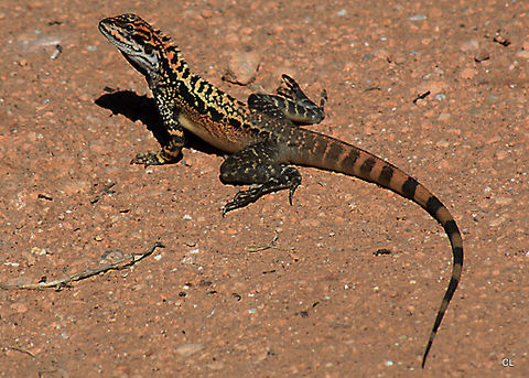 Crested_Dragon  Australia,Crested Bicycle-dragon,Ctenophorus cristatus,Geotagged