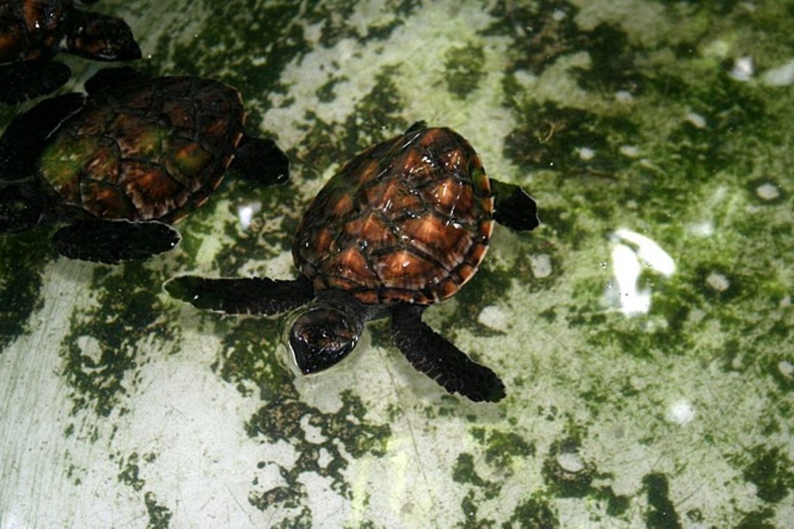 Hawksbill_Sea_Turtle_Hatchling  Eretmochelys imbricata,Geotagged,Hawksbill sea turtle,Vanuatu