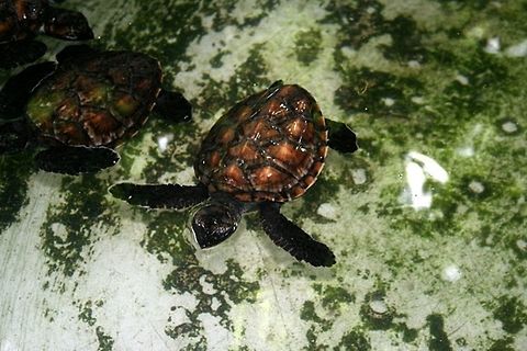 Hawksbill_Sea_Turtle_Hatchling  Eretmochelys imbricata,Geotagged,Hawksbill sea turtle,Vanuatu