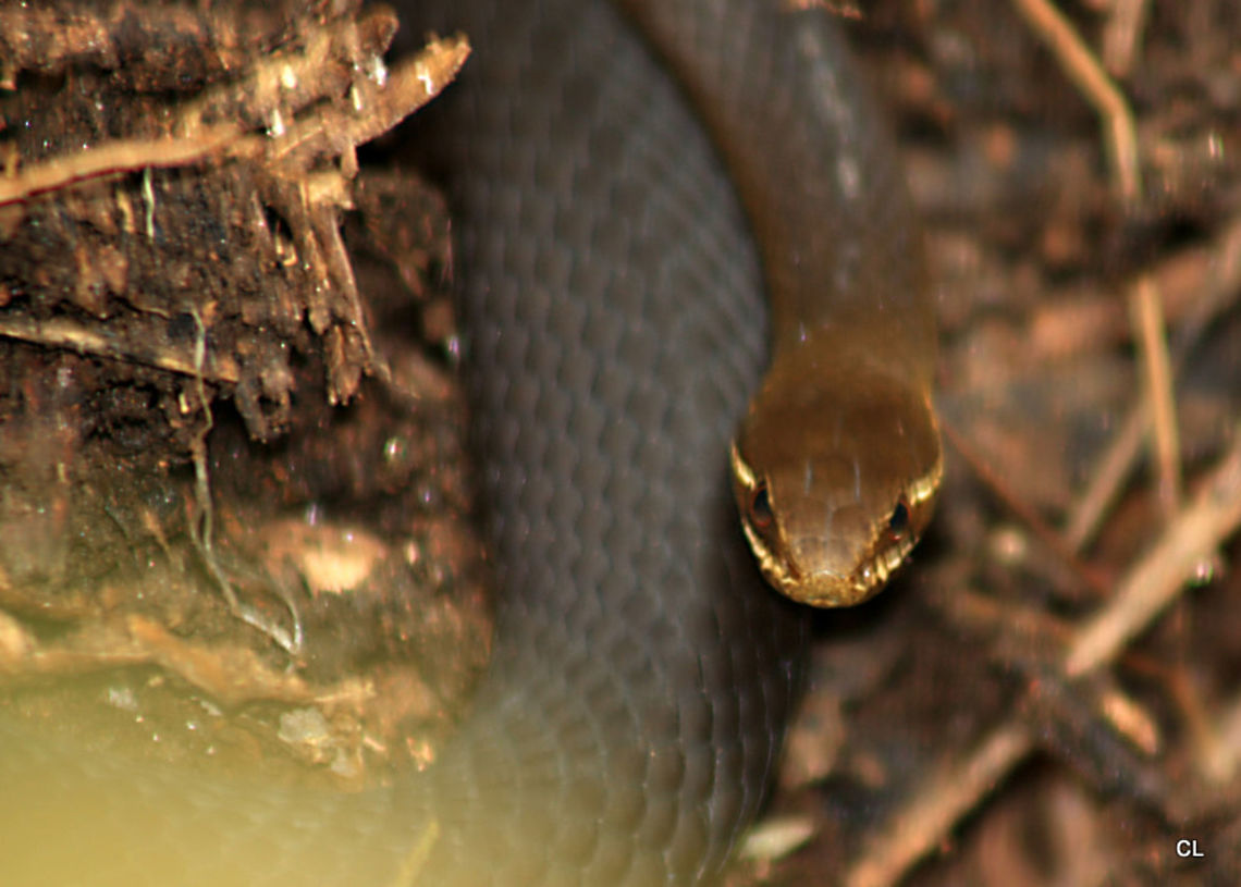 Marsh_Snake  Australia,Geotagged,Hemiaspis signata,Summer