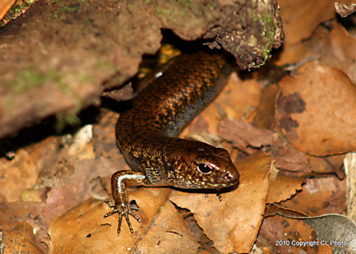 Murray's skink - Eulamprus murrayi <a href="http://www.arod.com.au/arod/reptilia/Squamata/Scincidae/Eulamprus/murrayi" rel="nofollow">http://www.arod.com.au/arod/reptilia/Squamata/Scincidae/Eulamprus/murrayi</a> Australia,Blue-speckled Forest Skink,Eulamprus murrayi,Geotagged