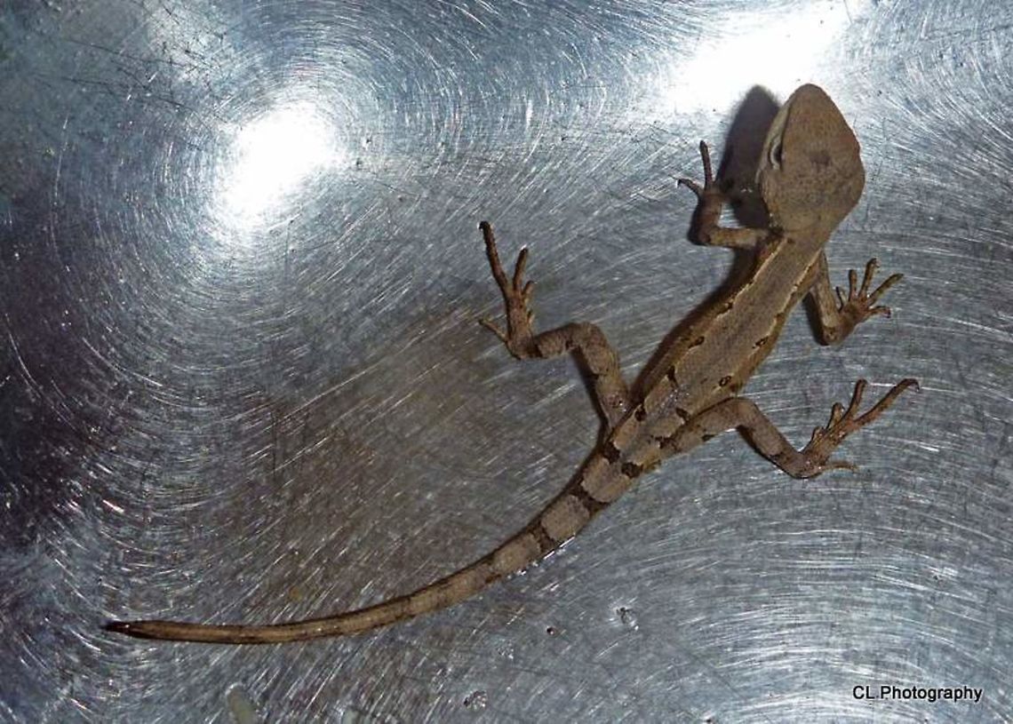 Two-lined_Dragon - Diporiphora bilineata <a href="http://bie.ala.org.au/species/Diporiphorabilineata" rel="nofollow">http://bie.ala.org.au/species/Diporiphorabilineata</a> <br />
<a href="http://eol.org/pages/795024/overview" rel="nofollow">http://eol.org/pages/795024/overview</a> Australia,Diporiphora bilineata,Geotagged,Two-lined Dragon,Winter