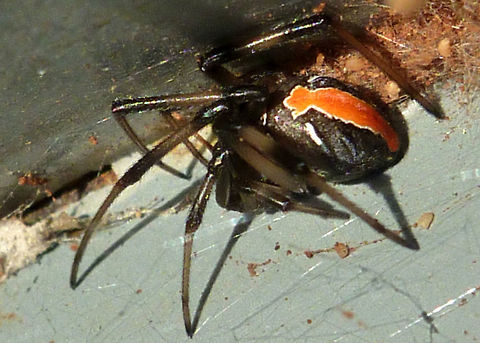 Redback_Spider  Australia,Geotagged,Latrodectus hasseltii,Redback spider,Summer