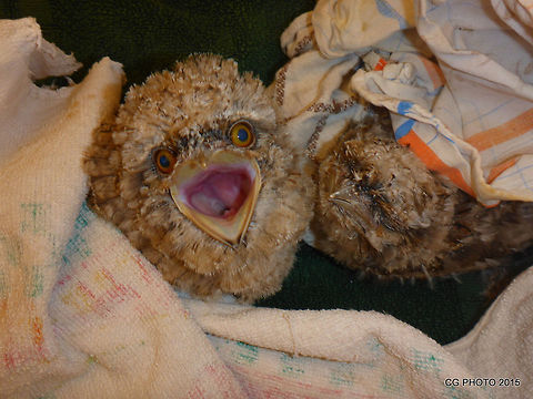 Tawny_Frogmouth  Australia,Geotagged,Podargus strigoides,Spring,Tawny Frogmouth