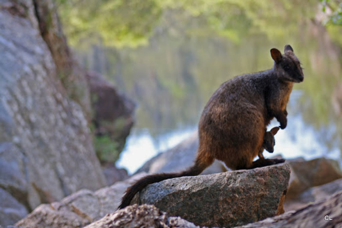 BRUSH-TAILED ROCK WALLABY - Petrogale penicillata  Australia,Brush-tailed rock-wallaby,Geotagged,Petrogale penicillata