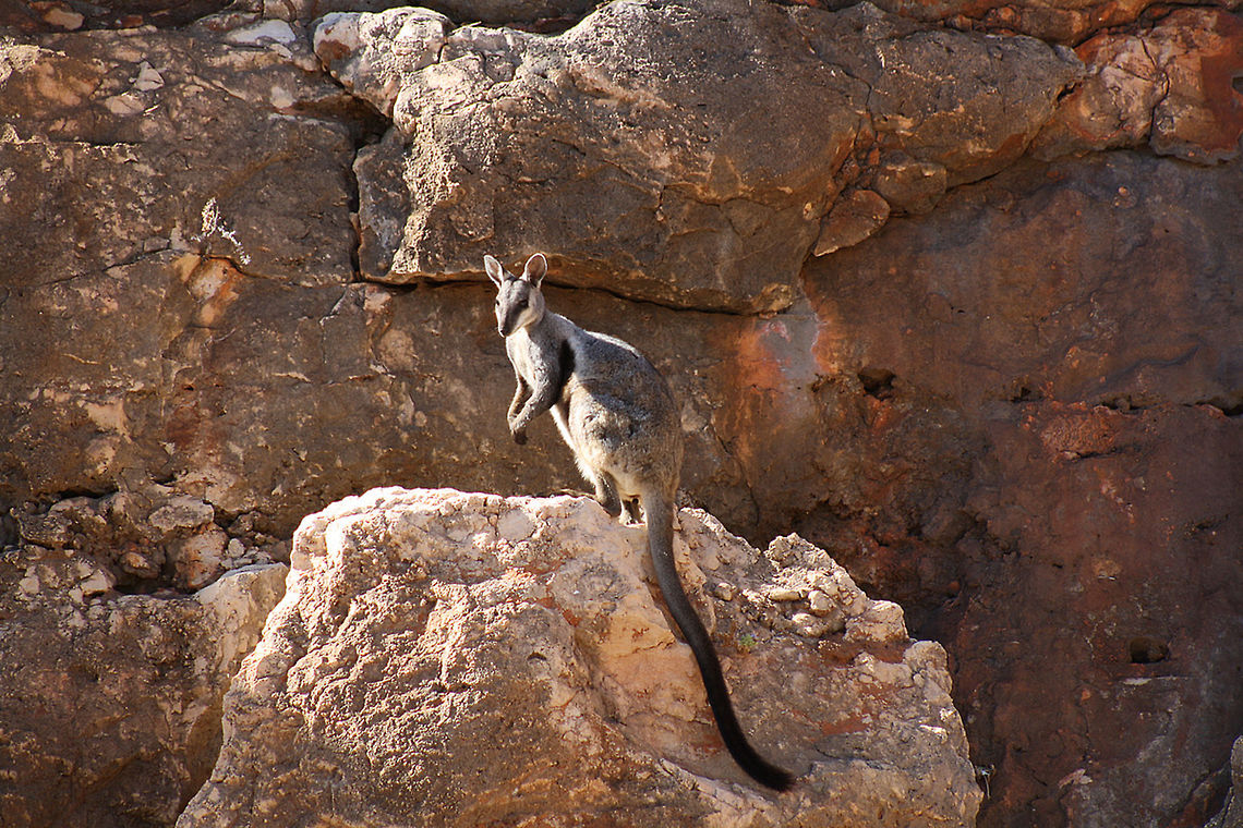 Black-flanked_Rock-Wallaby  Australia,Black-flanked rock-wallaby,Geotagged,Petrogale lateralis,Summer