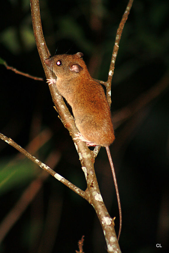 Fawn-footed Melomys or Cundoo  Australia,Fawn-footed mosaic-tailed rat,Geotagged,Melomys cervinipes,Spring
