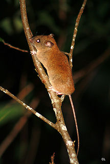 Fawn-footed Melomys or Cundoo  Australia,Fawn-footed mosaic-tailed rat,Geotagged,Melomys cervinipes,Spring