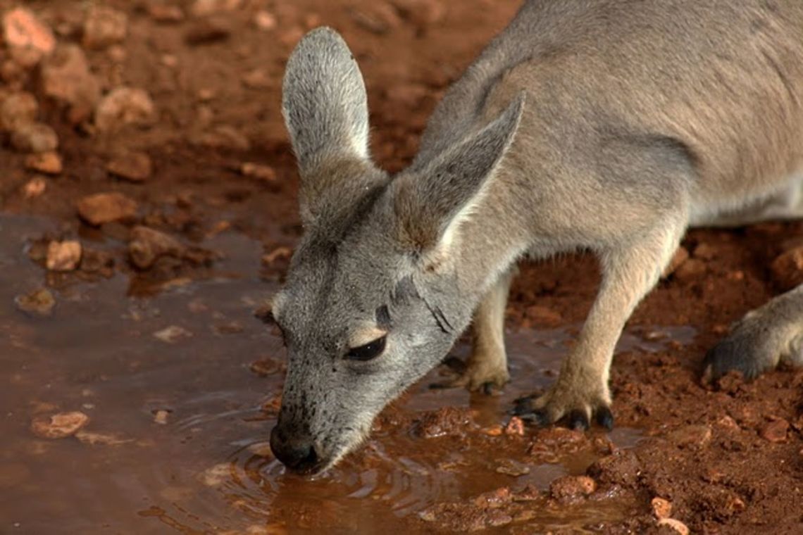 Common_Wallaroo_(Euro)  Australia,Geotagged,Macropus robustus,Wallaroo