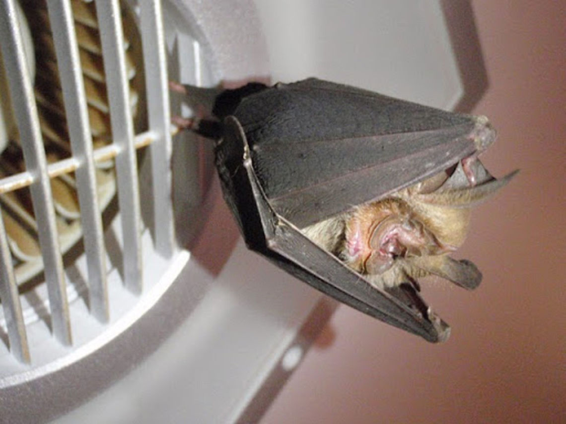 Northern_leaf-nosed_Bat  Australia,Geotagged,Hipposideros stenotis