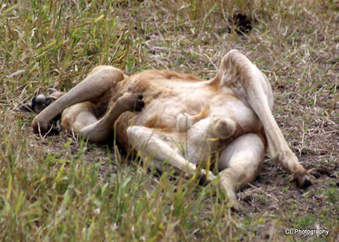 Lazy_Red_Kangaroo  Australia,Geotagged,Macropus rufus,Red kangaroo