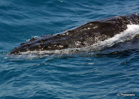 Humpback_Whale  Australia,Geotagged,Humpback whale,Megaptera novaeangliae