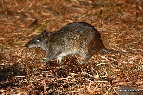 Southern brown bandicoot