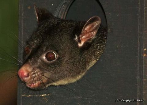 Common_Brushtail_Possum  Australia,Common brushtail possum,Geotagged,Spring,Trichosurus vulpecula