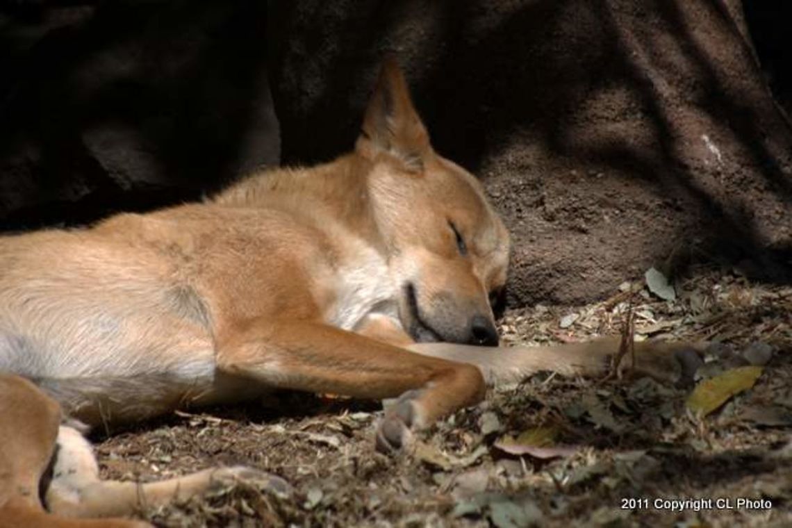 Dingo  Australia,Australian dingo,Canis lupus dingo,Canis lupus dingo var.,Geotagged,New Guinea Singing Dog,Spring
