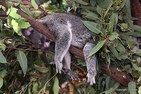 Koala  Koala,Phascolarctos cinereus