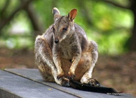 Swamp_Wallaby  Australia,Geotagged,Spring,Swamp wallaby,Wallabia bicolor